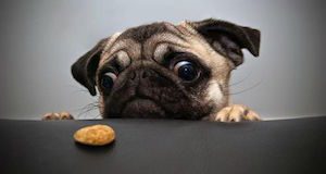 temptation dog cookie